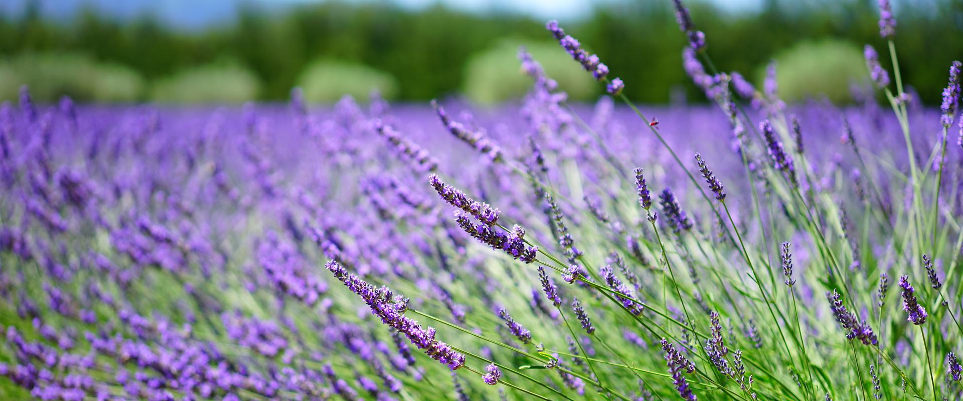 il bucato di adele rivenditori centrorevisioni trieste lavanda